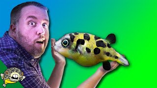 How to care for FRESHWATER PUFFER FISH  Dwarf Puffer Pea Puffer Puffer Fish Mbu Puffer [upl. by Rivi]