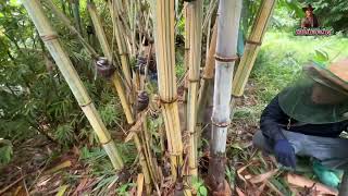 ไผ่ยักษ์ราชธานี…Dendrocalamus giganteus bicolor…ได้ฝนชุ่มฉ่ำ หน่อใหญลำใหญ่ [upl. by Matejka]