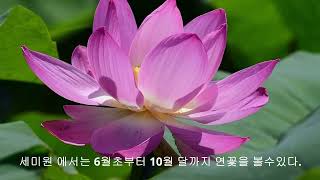 양수리 세미원 연꽃 나들이 alpenglow 명광등산화 세미원연꽃 [upl. by Lleumas]