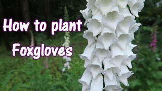 How to plant Foxgloves [upl. by Izak]