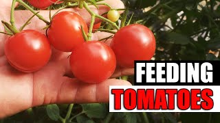 Easy Guide To Fertilizing Tomatoes  Garden Quickie Episode 146 [upl. by Hirza]