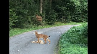 Rencontre insolite au pied du Jura VD [upl. by Maurilla503]