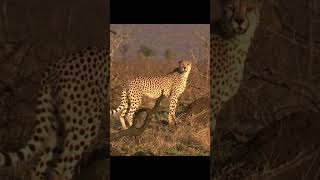 Lovely Cheetah Chirping in the Savanna  Acinonyx jubatus Sounds [upl. by Ritch599]