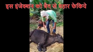 Mastitis के इलाज में कौन इंजेक्शन Cow के लिए जानलेवा हैं  ये गाय बची कैसे [upl. by Renzo130]