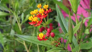 Plantas y árboles medicinales nativos y cultivados en la Mixteca Poblana 44 [upl. by Averi180]