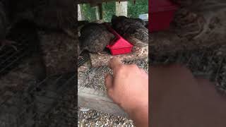 how to feeding cinnamon Coturnix Quail  como alimentar las [upl. by Kerr]