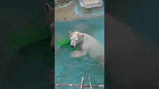 オモチャに突進して お顔を洗う ホウちゃん polarbearゴイサギ天王寺動物園 [upl. by Lledyl]