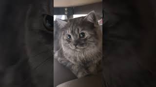 Gigler ĀŘĂƁÏĈ ŠÖŇĞ Funny Cute Cat Lovely Pet [upl. by Vallonia]