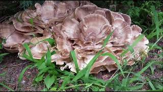 Black Staining Polypore [upl. by Aman554]