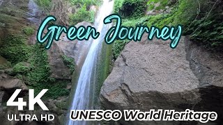 Forest 4K Walk Beautiful Forest Walk UNESCO World Heritage Site 4K Video UltraHD [upl. by Deryl]