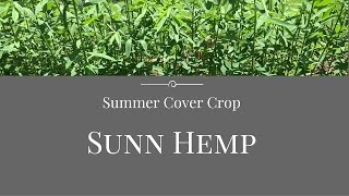 Florida Summer Cover Crop Sunn Hemp [upl. by Uot]