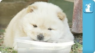 Chow Puppy is Skeptical of Water [upl. by Goldy995]