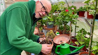 Trying to rescue Overwatered Pelargoniums [upl. by Arlyn121]