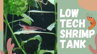 How To Setup a No Water Change Shrimp Tank [upl. by Renckens]