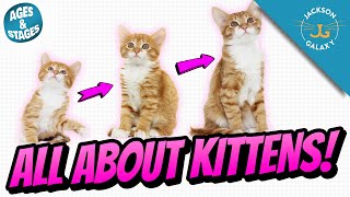 All About Kittens Kitten Growth Stages amp Milestones [upl. by Melton724]