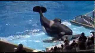 Tilikum the killer whale has killed three people [upl. by Reyem695]