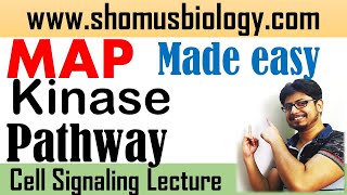 MAP kinase pathway MAPK signaling  Short tricks to learn MAPK pathway [upl. by Ambrosi]