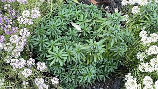 Candytuft Iberis Sempervirens  Did Not Rebloom  October 7 [upl. by Melbourne]