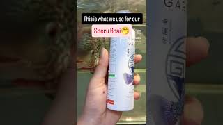 This is what we use for our Sheru Bhai flowerhorn aquarium fishaquarium conditioner [upl. by Marra413]