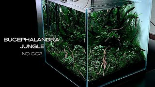 NON CO2 BUCEPHALANDRA AQUASCAPE  STEP BY STEP AQUASCAPING TUTORIAL [upl. by Asiar]