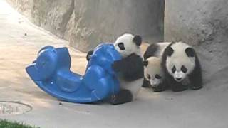 Baby Panda on Pony Rocker Gets help from Brother CUTE [upl. by Tut]