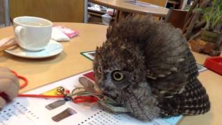 フクロウのクウちゃん、威嚇？  A Screech Owl being scared of an owl puppet [upl. by Nodal961]