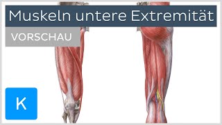 Muskeln der unteren Extremität Vorschau  Anatomie des Menschen  Kenhub [upl. by Grigson487]