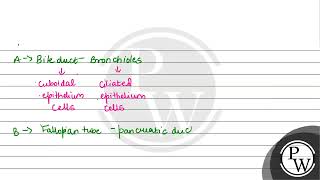 The ciliated epithelial cells are required to move particles or mucus in a specific direction I [upl. by Annairda]