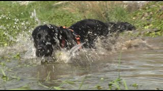 Unbekannte Gefahr Wasser aus Tümpel Dr Julia Rettberg in der Sendung tierisch vom 2542024 [upl. by Zerat]