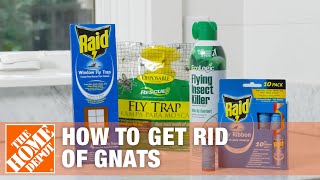 How to Get Rid of Gnats  DIY Pest Control  The Home Depot [upl. by Esilehc]