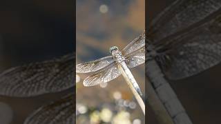 What can dragonflies teach us about God ancientfaithkids orthodoxchristian [upl. by Ameehsat]