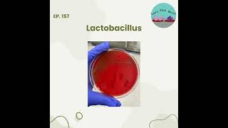 157 Lactobacillus [upl. by Eisor432]