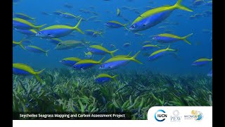 Enhancing Seagrass Management and Conservation in the Western Indian Ocean [upl. by Midas]