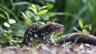 Two spottedtailed quolls expected to mop up endangered animals at Mulligans Flat  ABC News [upl. by Baalbeer609]