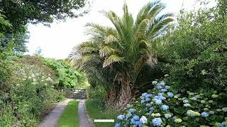 Penzances Tropical Canary Island Date Palm in June [upl. by Lula300]