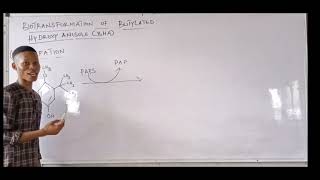 Biotransformation of Butylated Hydroxy Anisole BHA [upl. by Bajaj]