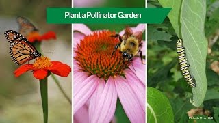 How to Plant a Pollinator Garden [upl. by Ginelle]