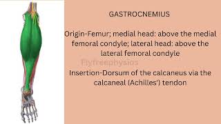 lower Limb 🦵 muscleseasy to learn [upl. by Ennaid]