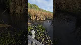 West Rutland Marsh Boardwalk in West Rutland VT tga taylorsgrandadventures walkintosuccess fyp [upl. by Waxler]