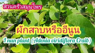 ผักสาบหรืออีนูน I nun plant Adenia viridiflora Craib [upl. by Ardnoyek348]