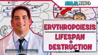 Hematology  Erythropoiesis Lifespan amp Destruction Part 2 [upl. by Eylk]