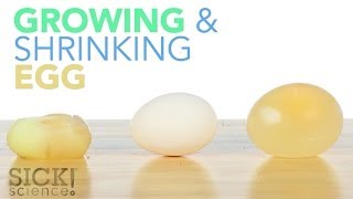 Growing and Shrinking Egg  Sick Science 187 [upl. by Mercedes]