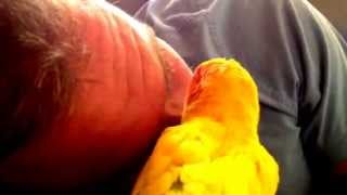 Sun Conure Calypso Bird Preening Hubbys Handsome Eyes amp Face [upl. by Tarfe]