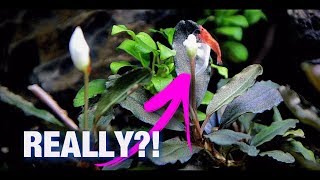 aquarium plants for beginners Bucephalandra in the Substrate [upl. by Alodee]