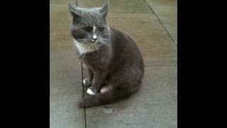 Grey Tuxedo Cat The most beautiful stray cat [upl. by Petrick]