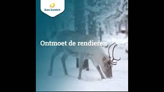 Ontdek Lapland tijdens de kerst of voorjaarsvakantie [upl. by Noakes]