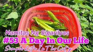 Mamitas ng SIGARILYASWinged BeansUrban GardenigOrganic Gardeninglualhati mapilot [upl. by Lenci]