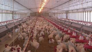 Poultry Farming Advancements  Americas Heartland [upl. by Acino379]