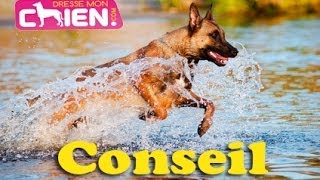 10 des tendances Conseil pour chien qui a peur de leau donné par Eric Tramson [upl. by Aniretac404]