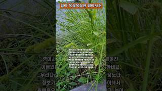 식물 괭이사초 Carex neurocarpa 🌾 2024 5 14 화요일 오후 7시 한강변 [upl. by Ilrahs420]